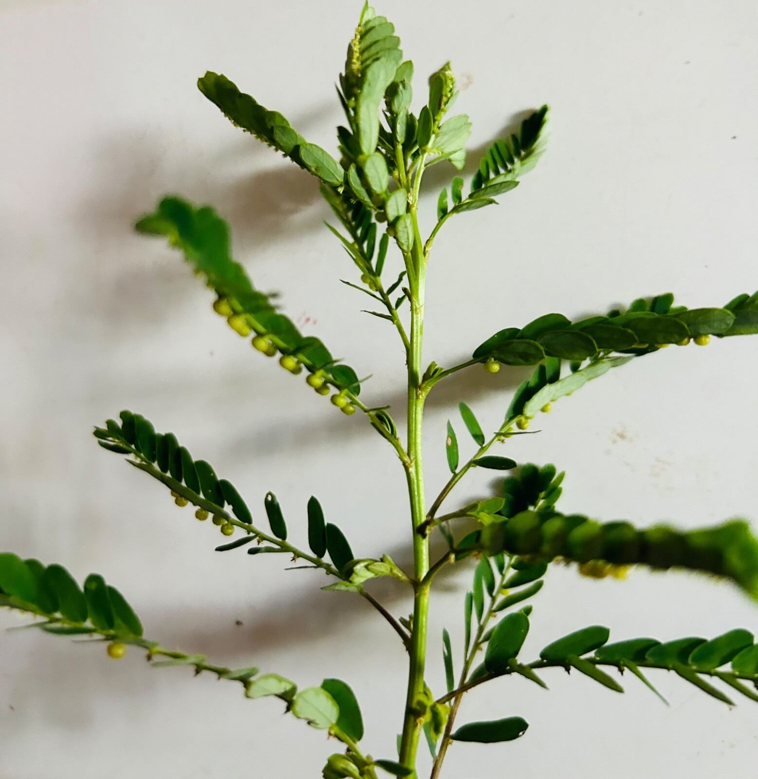 30+PCS Organic Stone Breaker Phyllanthus niruri Chanca Piedra Seeds,herb gallery