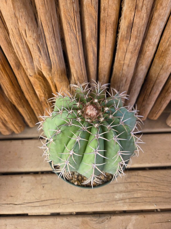 Melocactus concinnus gallery