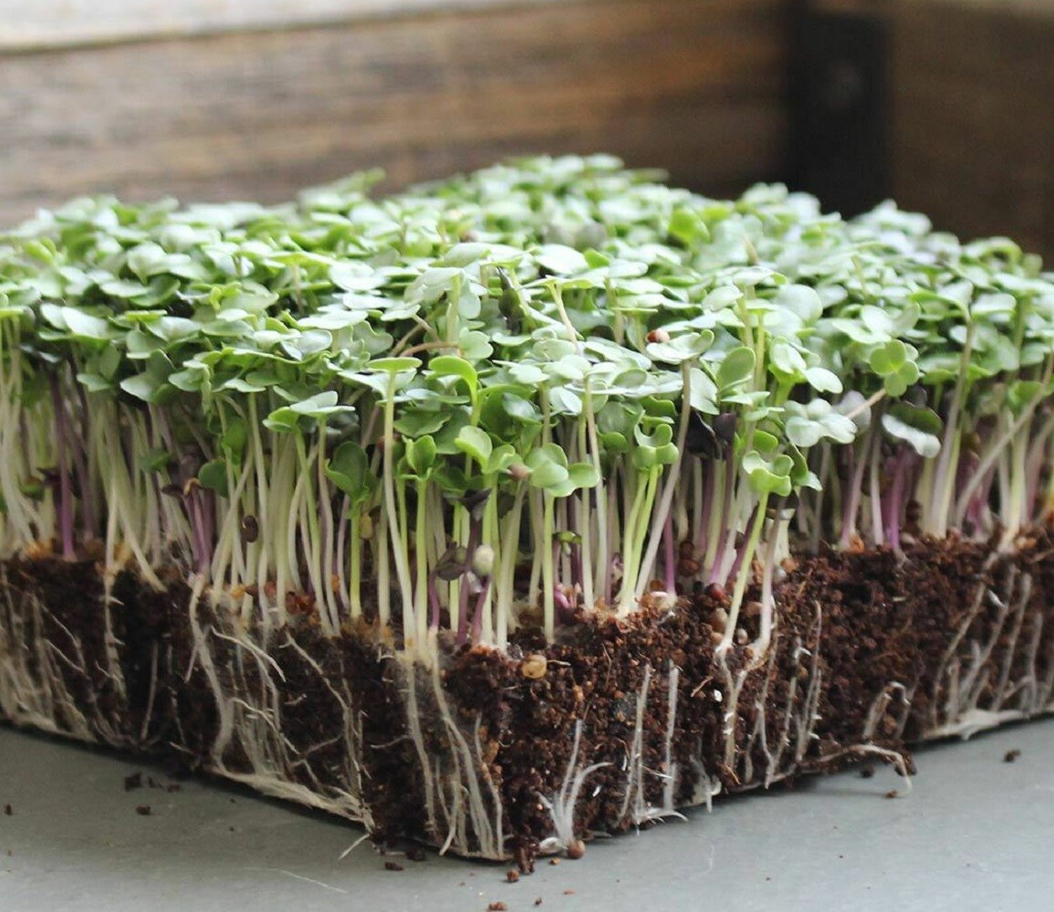 Basic Salad Mix MICROGREEN Seeds | Heirloom | Non-GMO | Seeds for Sprouting gallery