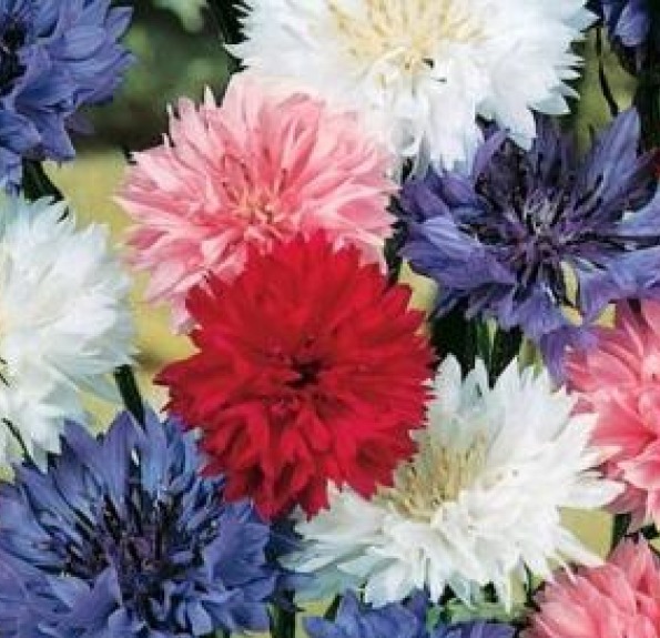 100 FRESH BACHELOR BUTTON "POLKA DOT" SEEDS DWARF MIX FREE SHIPPING CORNFLOWER gallery