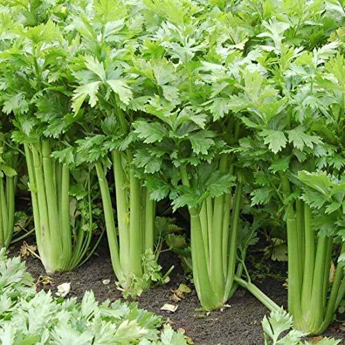 Giant Golden Pascal Celery Seeds | Heirloom / Non-GMO | Free Shipping | 1136 gallery