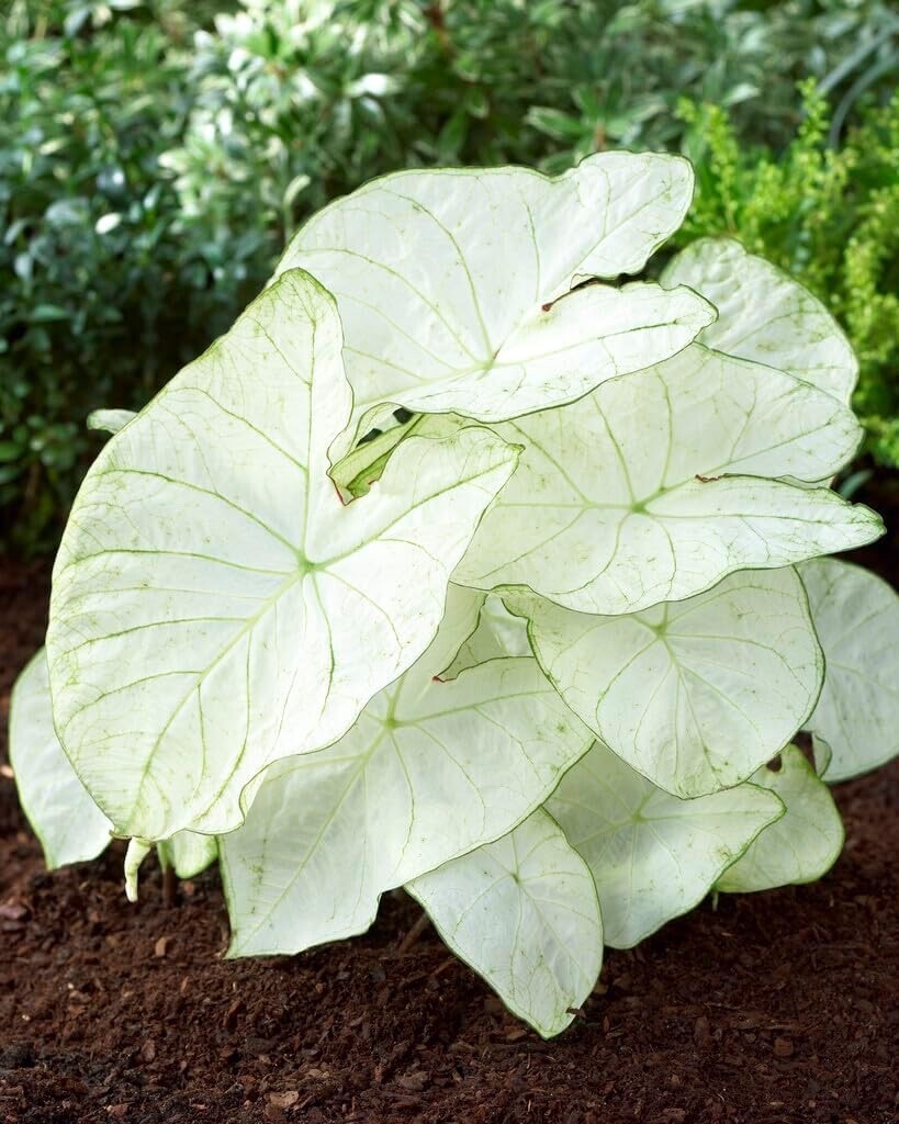 Florida Moonlight Caladium Bulbs gallery