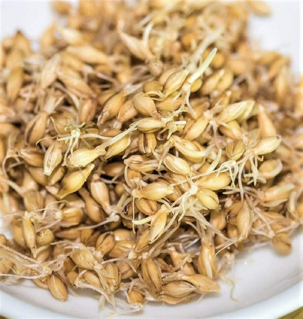 Barley Seeds for Sprouting Microgreens, COOL BEANS N SPROUTS. gallery