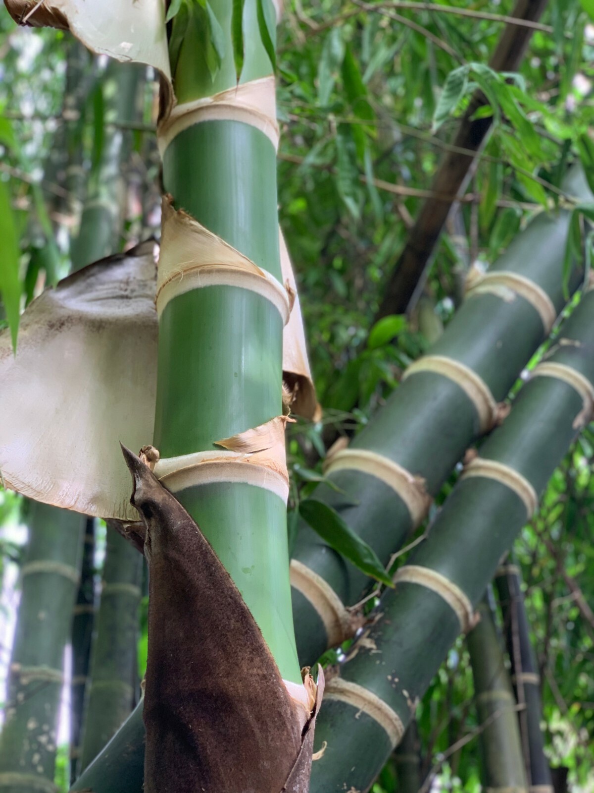 Guadua Bamboo - Guadua angustifolia **CLUMPING** gallery