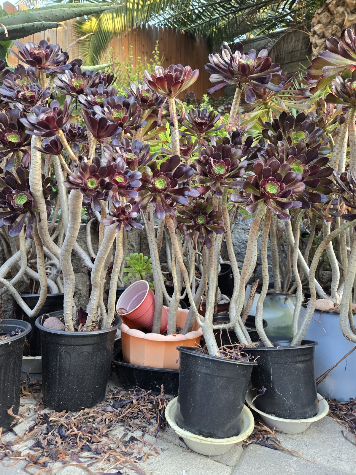 Two Aeonium arboreum 'Atropurpureum' Purple Rose Plants gallery