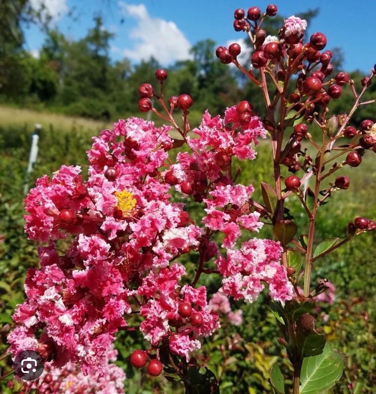 Raspberry Sunday Crape Crepe Myrtle Starter Lagerstroemia Small STARTER Plant gallery