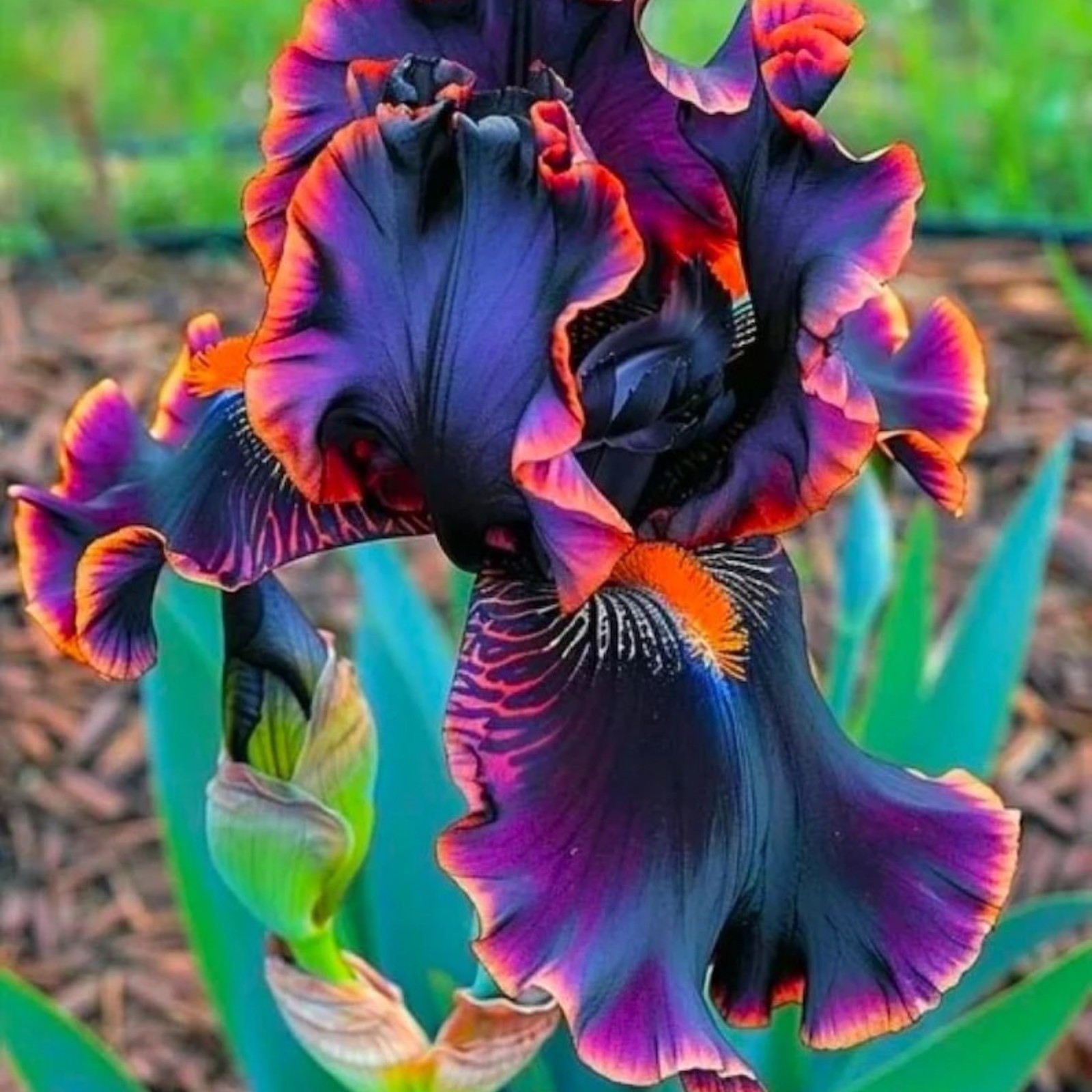 35 Rare Black Bearded Iris Flower Seeds – Striking Garden Blooms Purple-Orange gallery