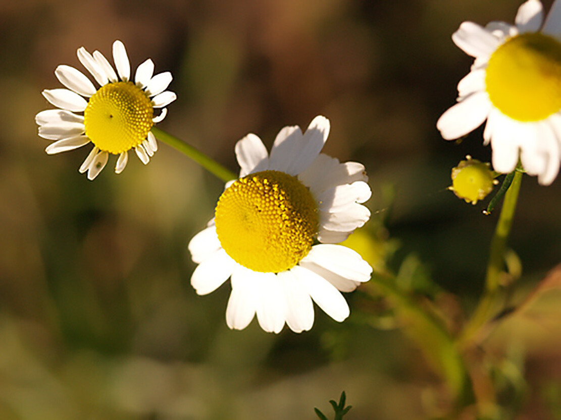 German Chamomile - Matricaria chamomile gallery