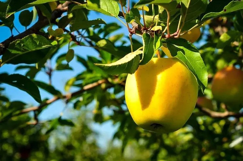 YELLOW DELICIOUS APPLE Fruit Tree Bare-root gallery
