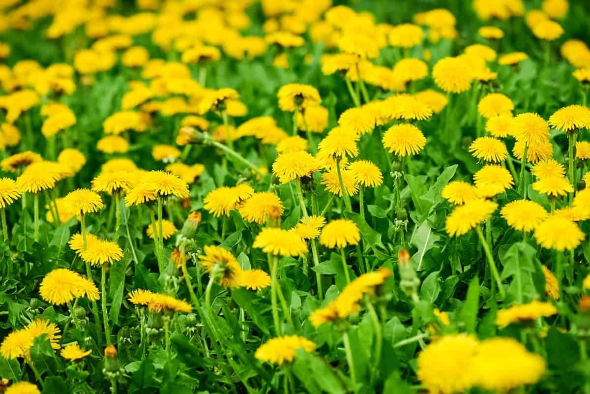 4000+ Dandelion Seeds for Planting – Heirloom Non-GMO Taraxacum Officinale Seeds gallery