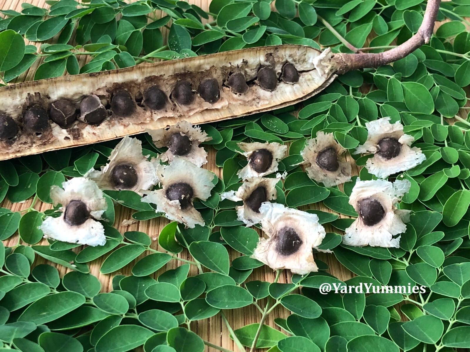 10 Moringa Tree SEEDS Moringa Oleifera Miracle Drumstick Tree Seeds 2 Plant USA gallery