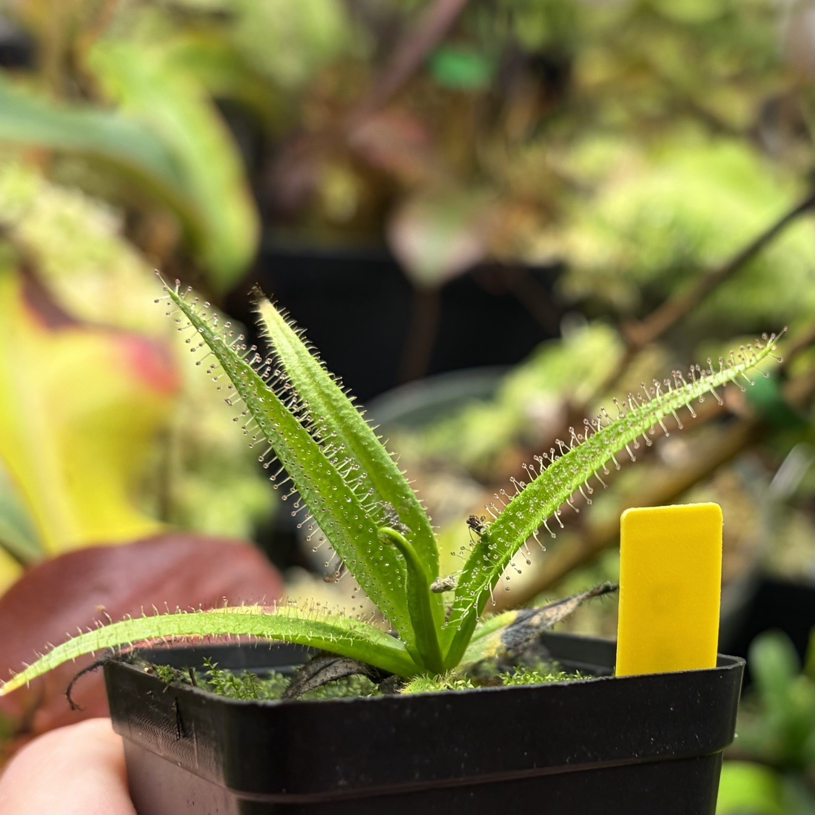 Drosera Regia Carnivorous King Sundew Strong Grower Large Species gallery