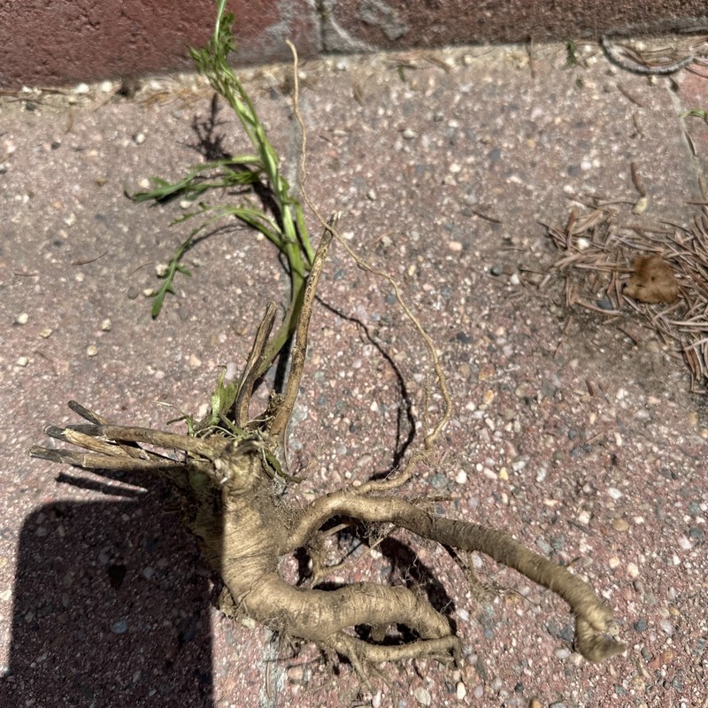 Wild Rocket Arugula Plant gallery