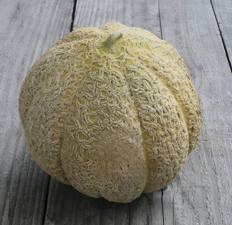 40 Heirloom Schoons Hardshell Melon Seeds Rare Old Timey Cantaloupe - 4-5 Pounds gallery
