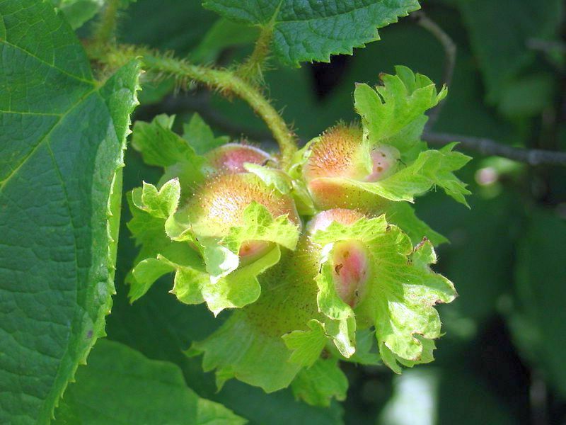 5~20 Seeds AMERICAN HAZELNUT TREE T87, Filbert Corylus Americana Fruit Nuts gallery