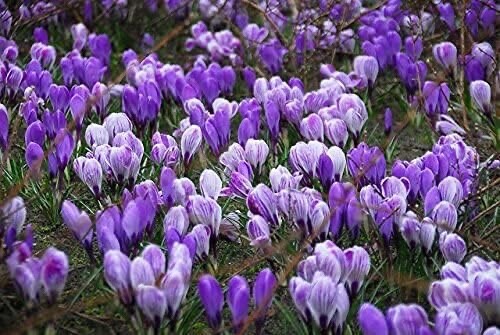Blue Moon Crocus Mix Vibrant Purple and Blue Blooms 10 Large Bulbs to Grow gallery