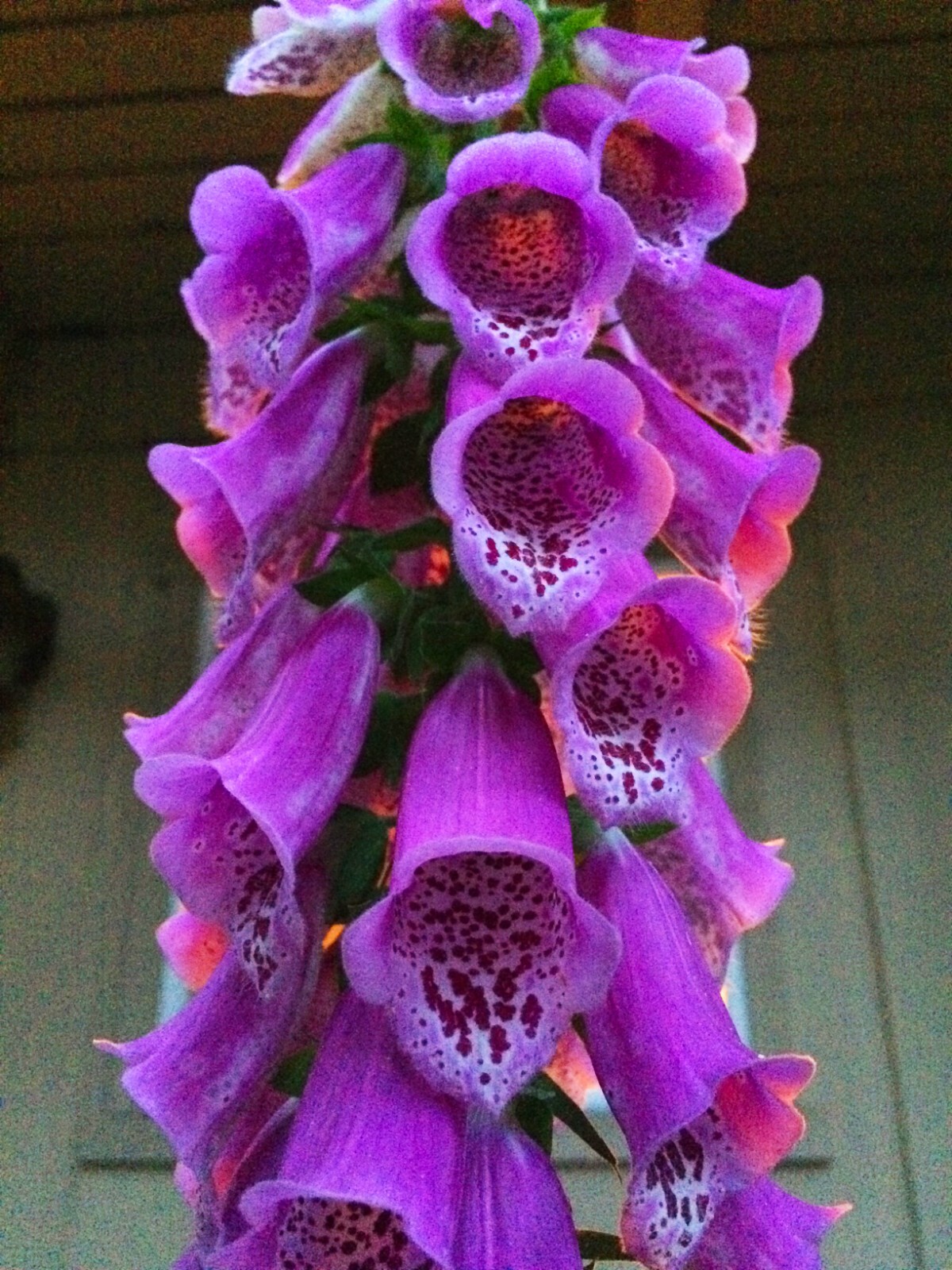2 GRAMS FLOXGLOVE DIGITALIS (WILD) FOREST 2024 SEEDS, PERENNIAL FLOWER, NON GMO gallery