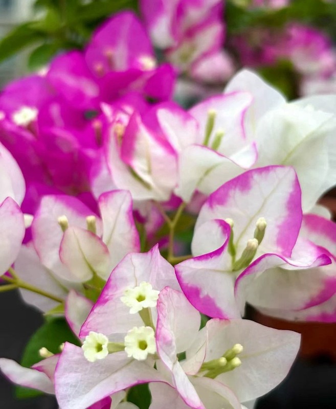 Multi color Yezibing 椰子冰三角梅Coconut Ice bougainvillea Medium Bonsai Bare Root gallery