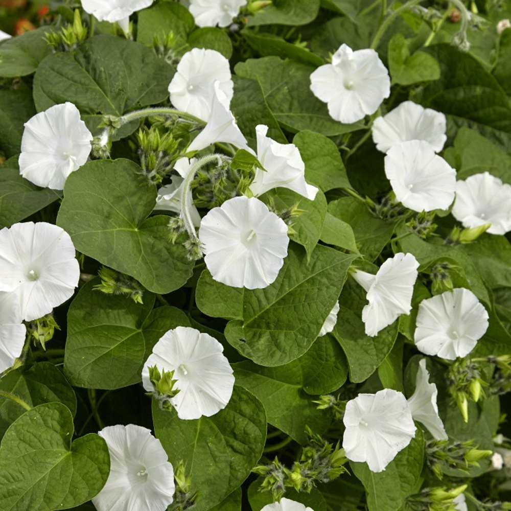 Moonflower seeds / Flowers / Vining / White / Perennial gallery