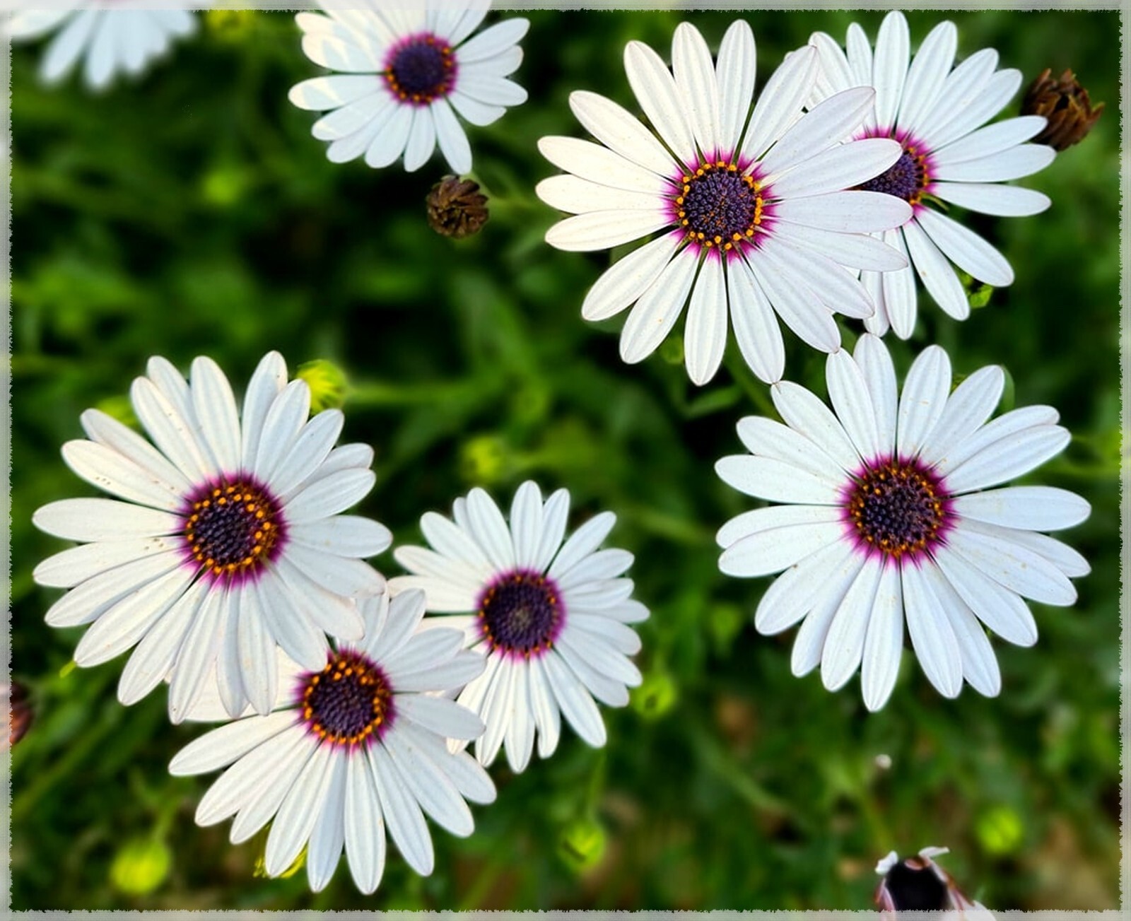 White Cape Daisy Seeds, Trailing African Daisy, Blue-Eyed Daisy, FREE SHIPPING gallery