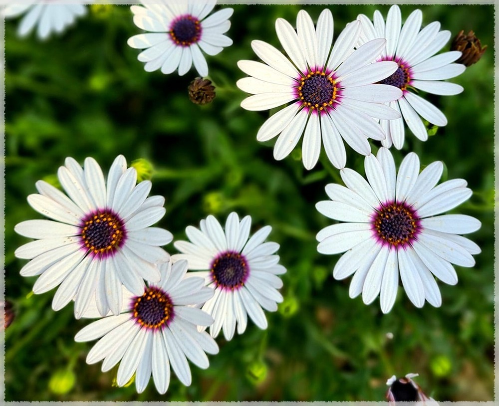 White Cape Daisy Seeds, Trailing African Daisy, Blue-Eyed Daisy, FREE SHIPPING