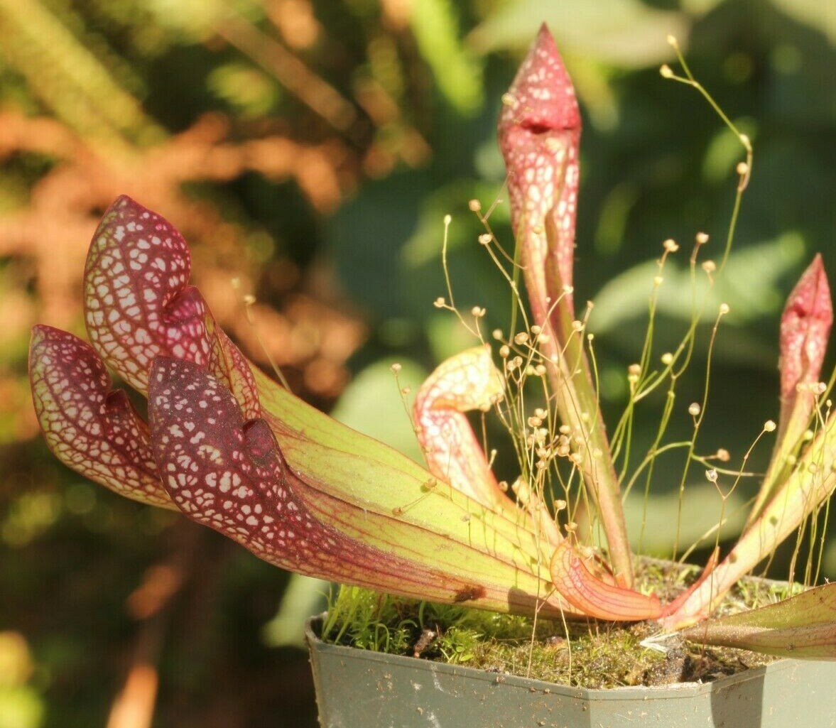 LIVE Carnivorous Pitcher Plant (Sarracenia "Scarlet Belle") Beginner Friendly gallery