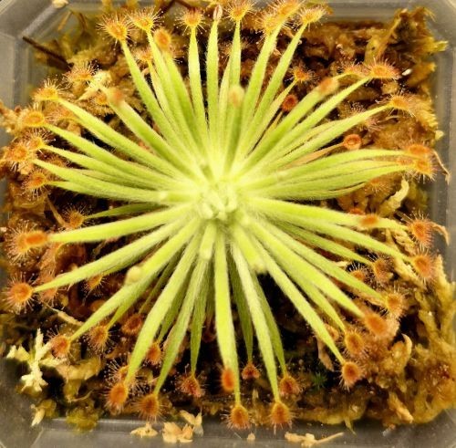 Drosera Derbyensis x Ordensis petiolaris complex hybrid sundew, 1 plant gallery