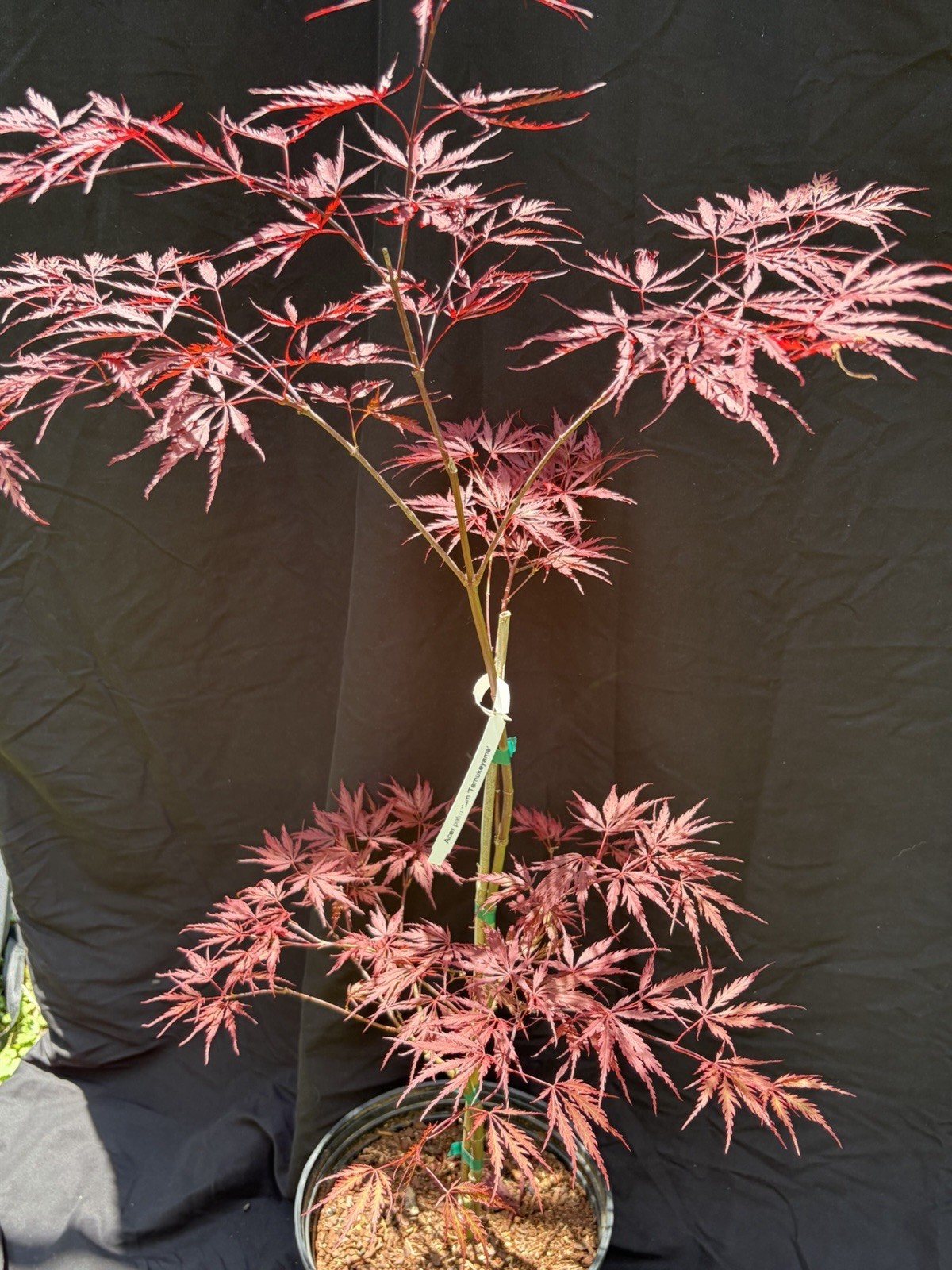MAKE ME AN OFFER!! Japanese Maple 3-4ft “Tamukeyama” 3 Gallon gallery