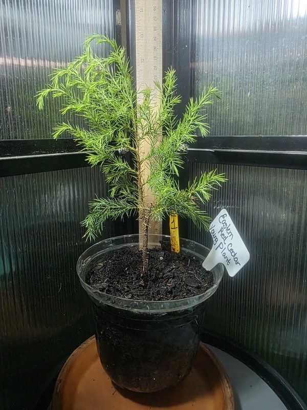 Healthy Juvenile Eastern Red Cedar Trees (PLANT 🌳 ONLY) gallery