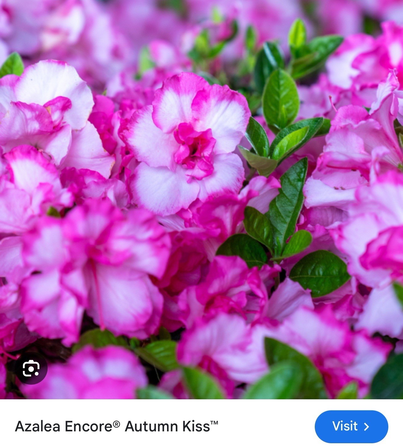~~ENCORE AUTUMN KISS~~Azalea Deciduous Well Rooted Starter Plant~~ gallery