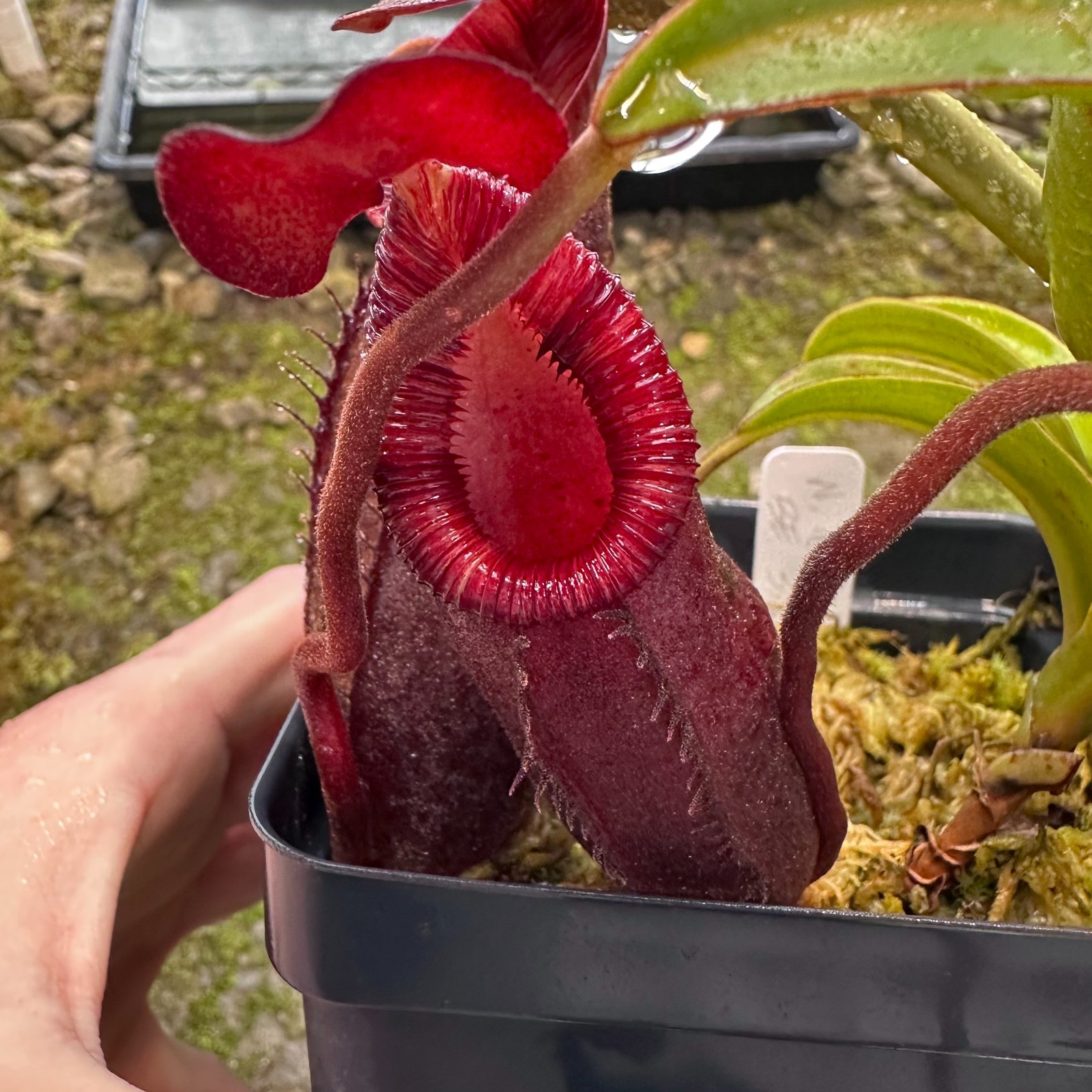 Nepenthes diatas - BE3861 - Sumatra gallery
