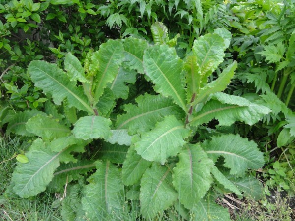 True Wild Lettuce Seeds - Lactuca virosa - gallery