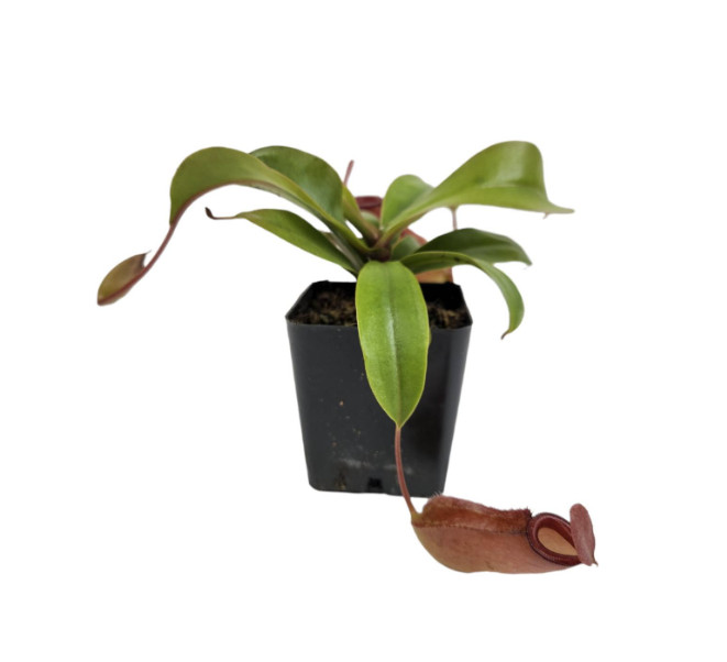 Lady Luck Pitcher Plant Live Carnivorous Tropical Houseplant in Pot gallery