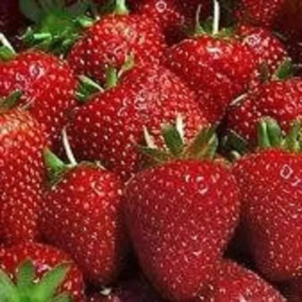 25 Ever Sweet Strawberry Plants - We Use Organic Soil and Organic Amendments ! gallery