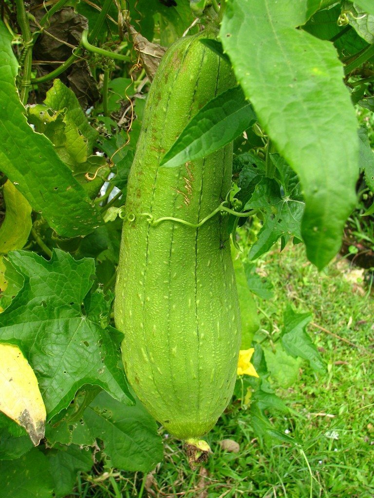 Luffa Gourd Seeds 10 Ct SPONGE VEGETABLE HEIRLOOM NON-GMO USA FREE SHIPPING gallery