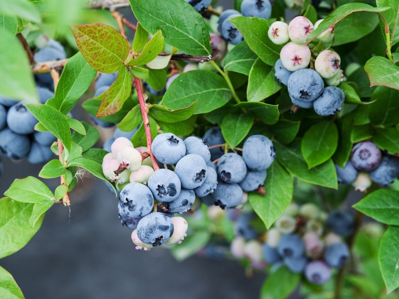 Sunshine Blue "Semi-Dwarf" Blueberry - Live Plant - ( 1 QT ) gallery