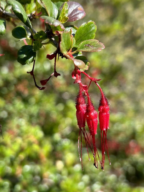 Fuchsia-Flowered Gooseberry, Ribes Speciosum - 15 Seeds 2024 - USA gallery