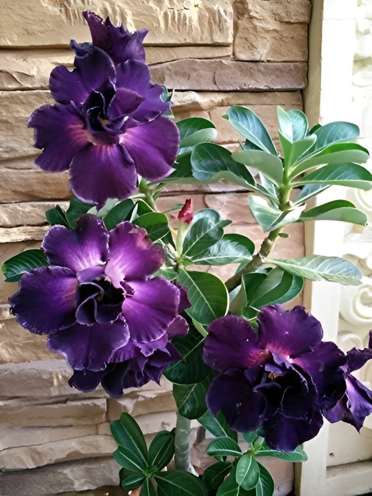 15+ "Twilight Bloom" Adenium obesum – Double White & Purple Desert Rose Seeds gallery