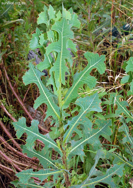 Wild Lettuce (Lactuca virosa) & Prickly Lettuce (L. serriola) Buyer Gets Both gallery
