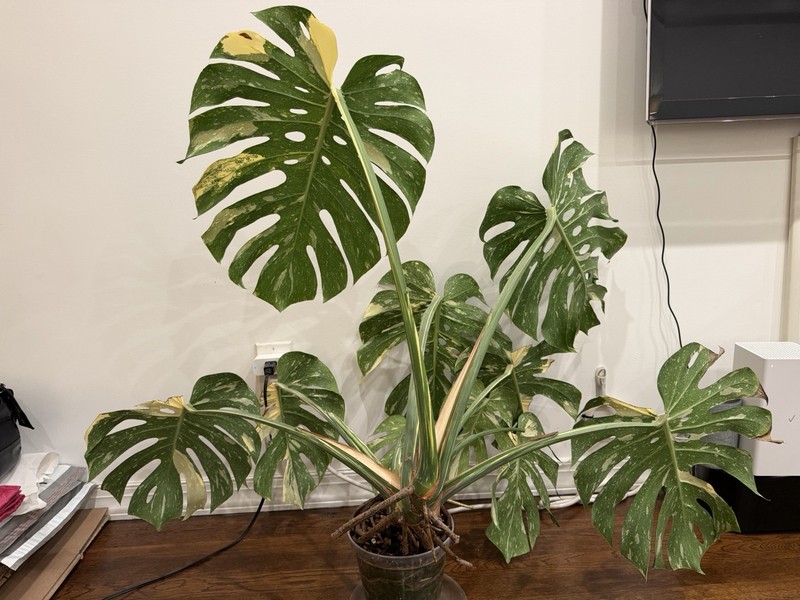 Large Monstera Thai Constellation 46”+ Plant NYC local pickup EXACT PLANT gallery