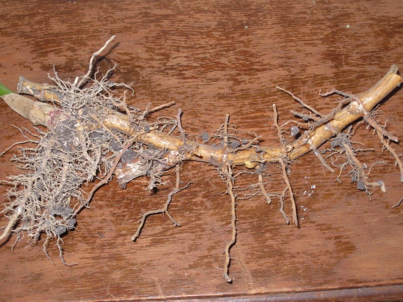 Live Bamboo Roots (Privacy, Landscaping, Fencing, erosion control and more.. gallery