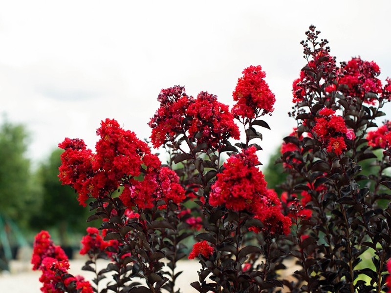 Ruby Thunderstruck Crape Myrtle Starter Lagerstroemia Rooted "STARTER" Plant gallery