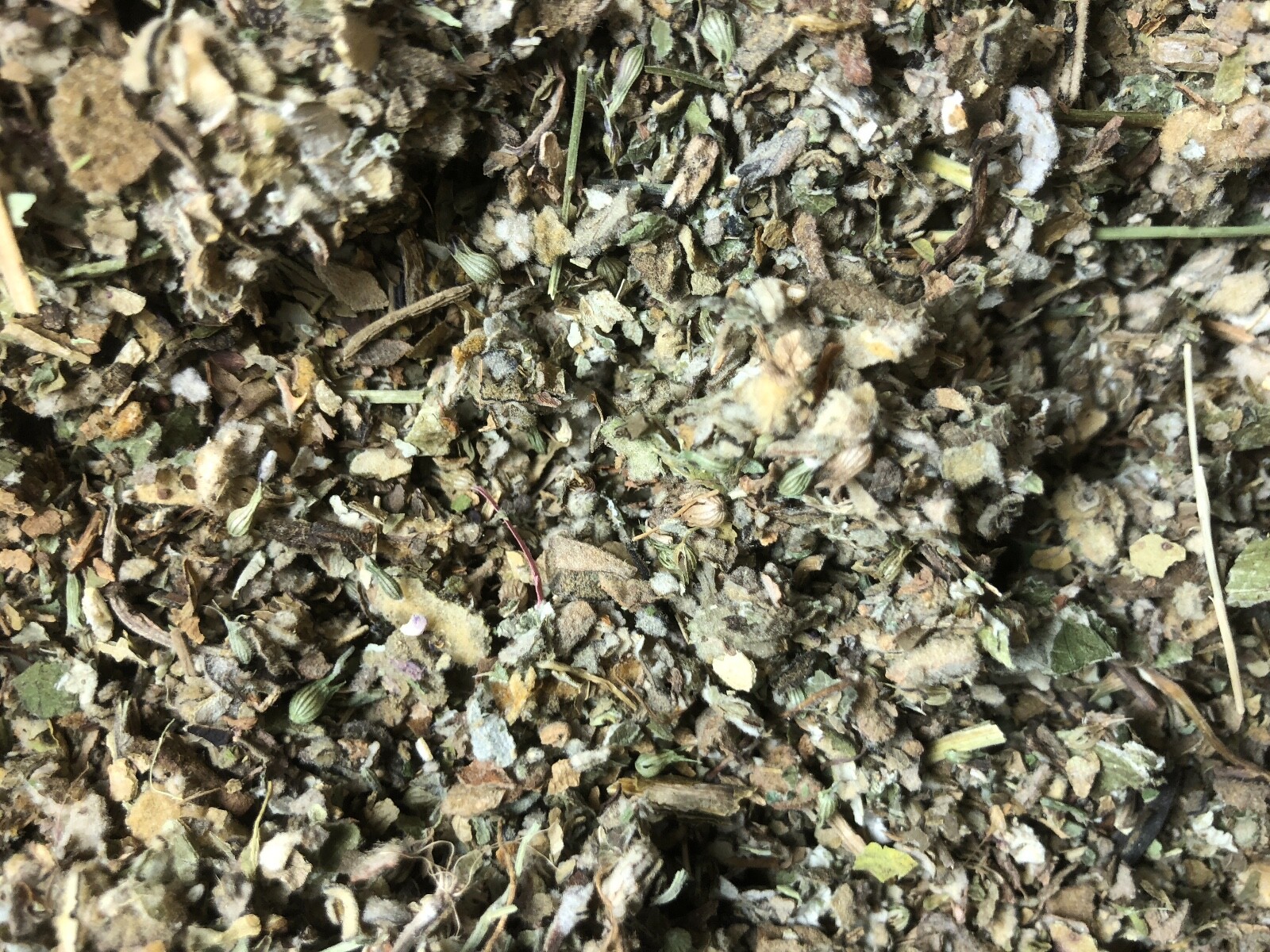 Osha Root Lobelia Mullein Coltsfoot Catnip Raspberry Leaf Spearmint No.23 Blend gallery