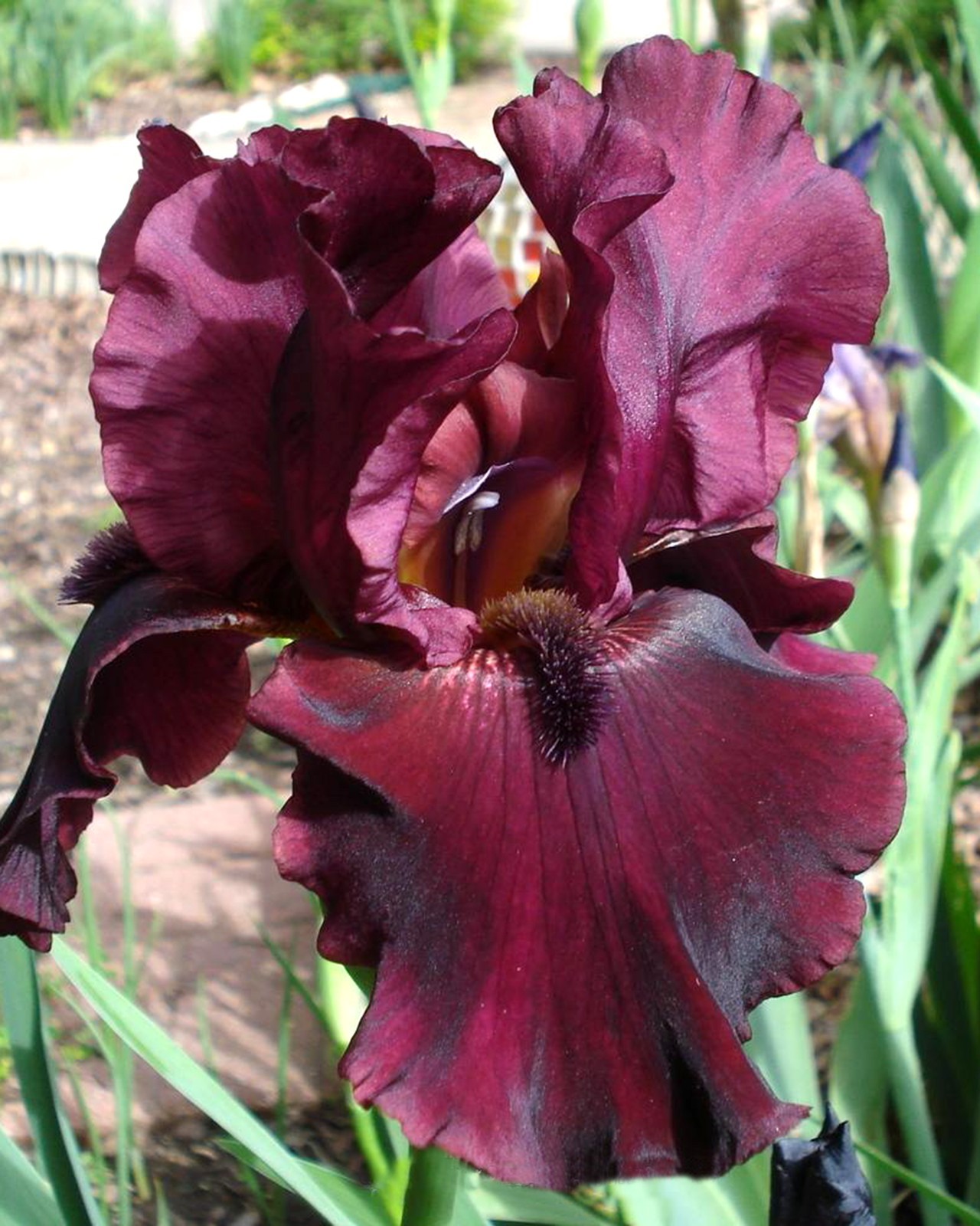 **RIO ROJO** Tall Bearded Iris. Freshly Dug, Combined Shipping: Jul-Sep gallery