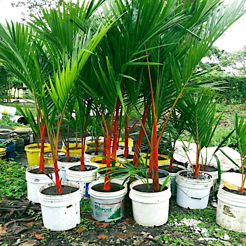 RED SEALING WAX "LIPSTICK PALM" TREE SEEDS (Cyrtostachys renda) House Plant RARE gallery