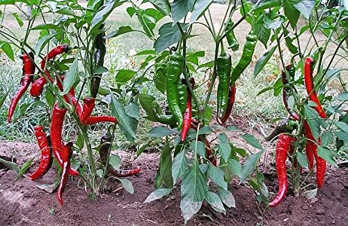 20 JIMMY NARDELLO PEPPER SEEDS ~ heirloomseedguy ~ 2026 ~ NON-GMO gallery