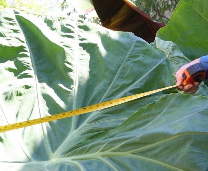 Thailand Giant Colocasia / Elephant Ear / Taro - 1 Gallon Size gallery