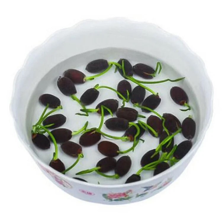 10pcs Pre-Sprouted Mixed Color Bonsai Bowl Lotus Aquatic Plants Ready to Thrive gallery