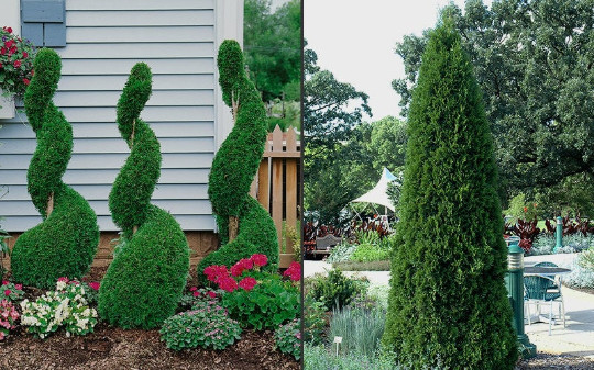 EMERALD GREEN Arborvitae 2.5" pot - (Thuja occidentalis) gallery