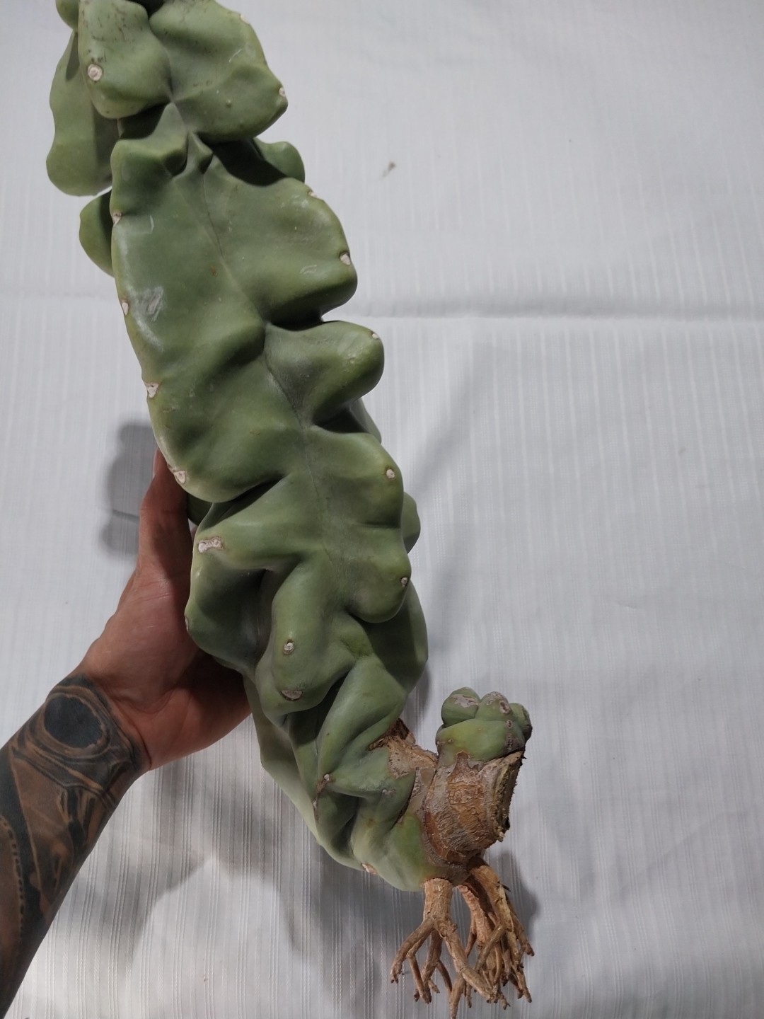 Totem Pole Spineless Cactus Rooted Cutting 17" 3.8 Lbs *EXACT SPECIMEN* gallery